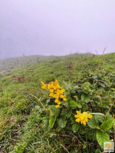 Virág a Pergasingan ködös tetején
