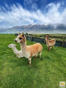 Lámák és alpakák