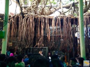 Lelógó gyökerek egy háztetőről