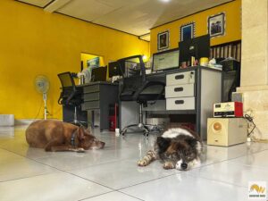 Kutyák az irodában