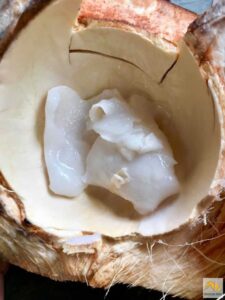 Fiatal kókuszdió ehető belseje