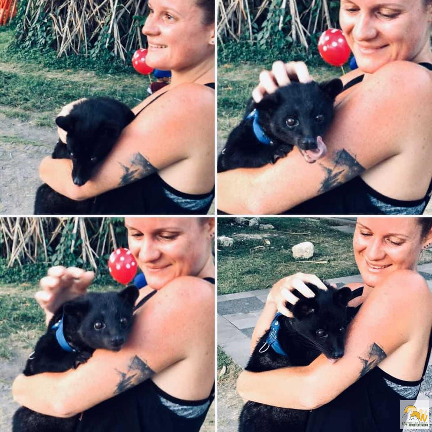 Egy háziállatként tartott luwakkal a parkban