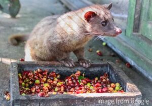 Luwak a még piros kávészemekkel