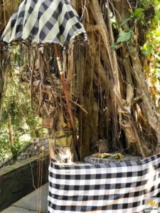 Polengbe öltöztetett fa