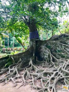 Szent fa a Goa Gajah kertében