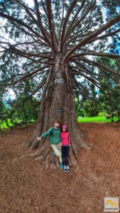 Queenstown-i botanikus kertben