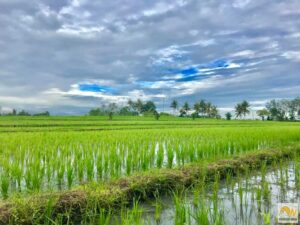 Rizsföld