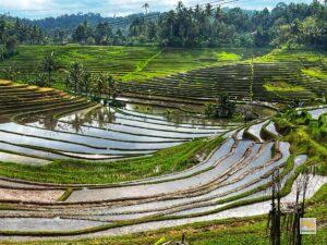 Gyönyörű rizsteraszok