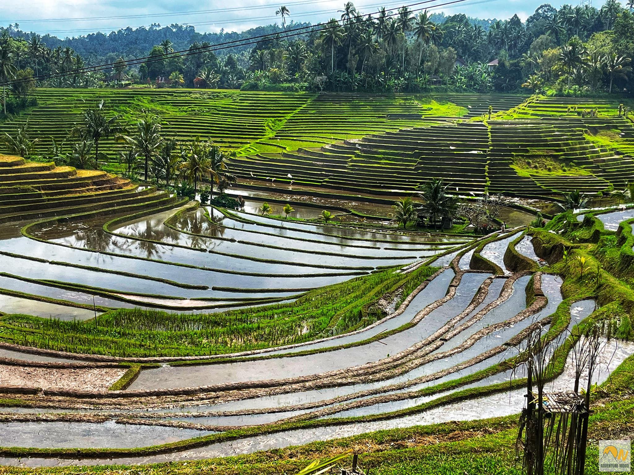 Gyönyörű rizsteraszok