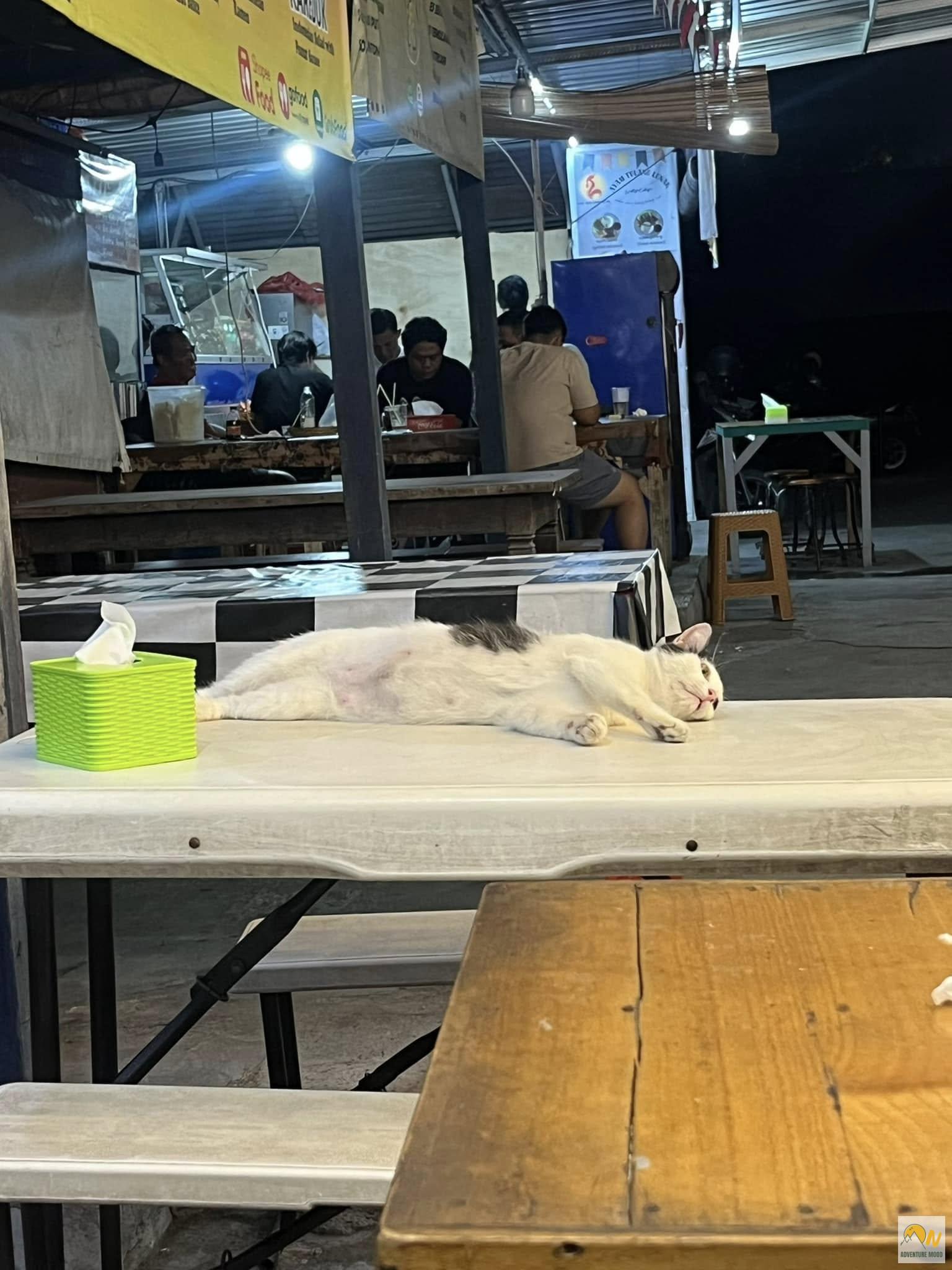 Asztalon pihenő macska egy warungban