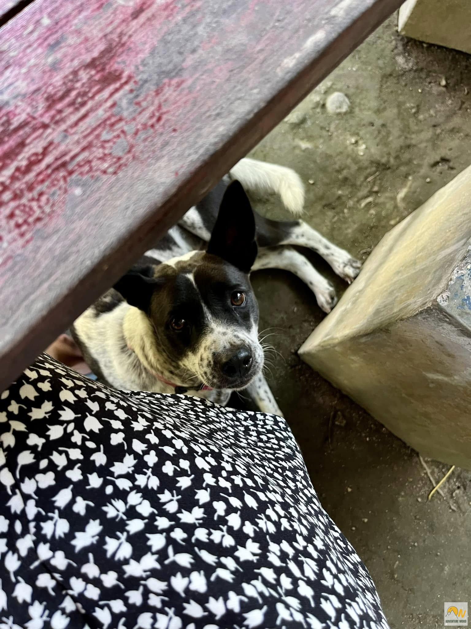 Oreo az asztal alól néz, ha eszem