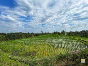 Fiatal rizs ültetvény