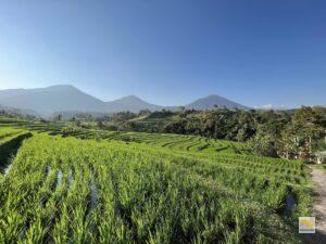 Jatiluwih Rizsterazsok, mögöttük a hegyek