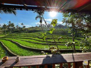 Jatiluwih rizsteraszok