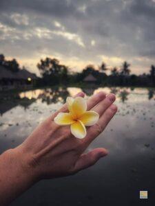 Frangipáni virággal