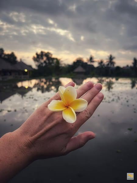 Az élet Balin nem csak játék és mese: Hangyatámadás, korallműtét és más trópusi örömök