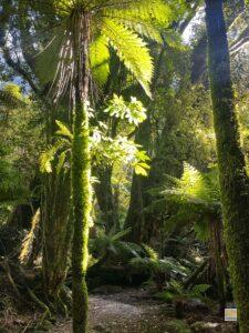 Mohás, páfrányos erdő