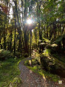 Sétaösvény az esőerdőbe