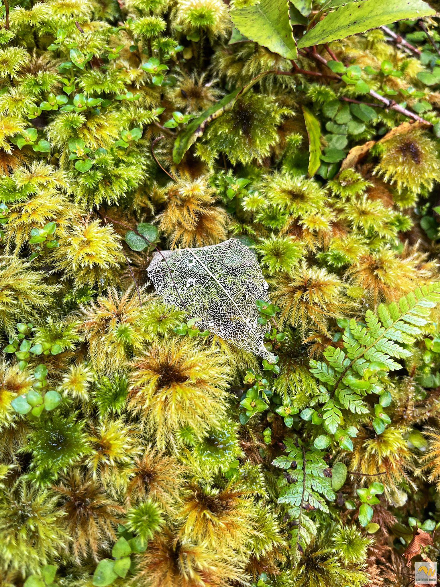 Miért fontosak a gleccserek? – A Fox Gleccser példája Új-Zélandról
